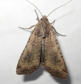  Peridroma saucia , live adult. Photo courtesy of Karl Magnacca.
