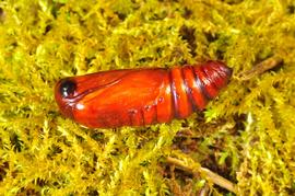  Peridroma saucia , pupa. Photo courtesy of praposo, iNaturalist. 