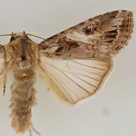  Spodoptera exempta , adult male