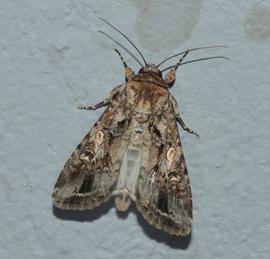  Spodoptera exempta , live adult. Photo courtesy of Ryan Tippett.