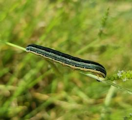  Spodoptera exempta , live larva. Photo courtesy of Leon Botha.