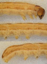  Spodoptera exempta , larva. Top: head, thorax, A1–2. Middle: A2–5. Bottom: A5–10