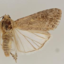  Spodoptera exigua , adult female