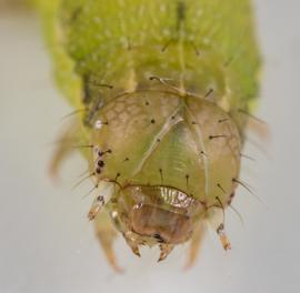  Spodoptera exigua , larva. Photo courtesy of portinoid, iNaturalist. 