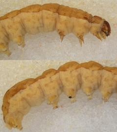  Spodoptera exigua , larva. Top: head, thorax, A1–3. Bottom: A3–10