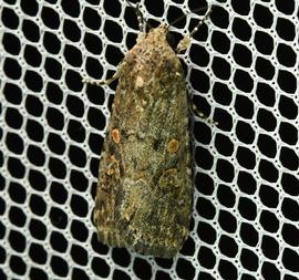  Spodoptera exigua , live adult. Photo courtesy of Julien Renoult. 