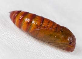 Spodoptera exigua , pupa. Photo courtesy of portinoid, iNaturalist. 