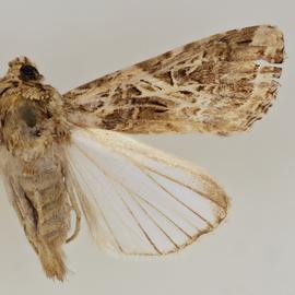  Spodoptera litura , adult female