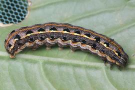  Spodoptera litura , larva. Photo courtesy of Franz Anthony.