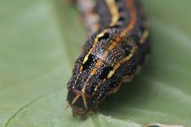  Spodoptera litura , larva. Photo courtesy of Franz Anthony.