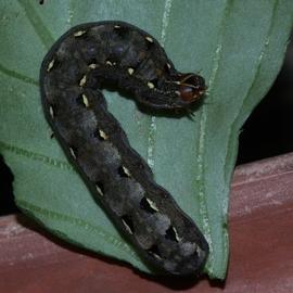  Spodoptera litura , larva. Photo courtesy of Franz Anthony.