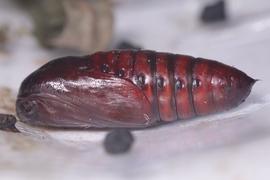 Spodoptera litura , pupa. Photo courtesy of Franz Anthony.
