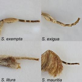 Scaling on male foreleg of  Spodoptera  spp.