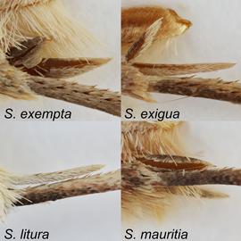 Tibial spurs of male midleg of  Spodoptera  spp.  