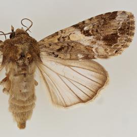  Spodoptera mauritia , adult male 
 
 