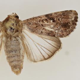  Spodoptera mauritia , adult female 
 
