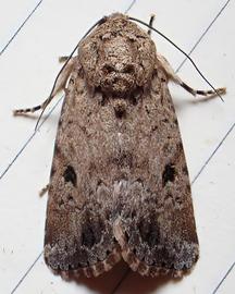  Spodoptera mauritia , live adult. Photo courtesy of Thomas Irvine.
