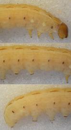  Spodoptera mauritia , larva. Top: head, thorax, A1–2. Middle: A1–7. Bottom: A5–10