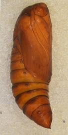  Spodoptera mauritia , pupa
