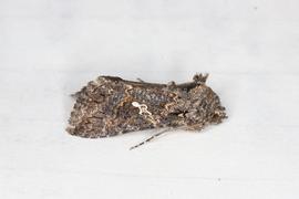  Trichoplusia ni , live adult. Photo courtesy of Allan Harris.
