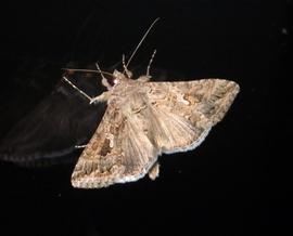  Trichoplusia ni , live adult. Photo courtesy of Andreas Manz. 
 