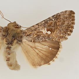  Trichoplusia ni , adult female