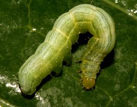  Trichoplusia ni , larva. Photo courtesy of MJ Hatfield. 