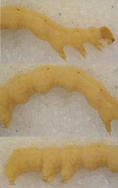  Trichoplusia ni , larva. Top: head, thorax, A1–2. Middle: A1–4. Bottom: A5–10