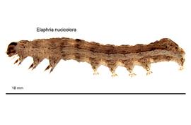  Elaphria nucicolora , larva. Photo courtesy of idtools.org.