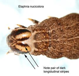  Elaphria nucicolora , larva. Photo courtesy of idtools.org.
