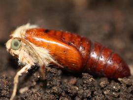  Helicoverpa zea , multiple life stages. Photo credit: A Sisson, Iowa State U. Licensed under a Creative Commons License.
