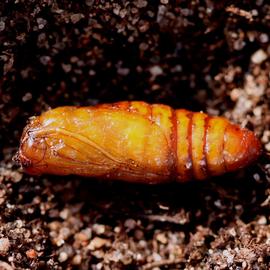  Chloridea virescens , pupa. Photo credit: W Cranshaw, Colorado State University. Licensed under a Creative Commons License.