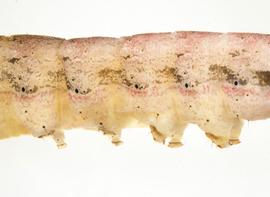  Peridroma saucia , larva. A3-6. Photo courtesy of idtools.org.
