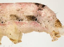  Peridroma saucia , larva. A7-10. Photo courtesy of idtools.org.