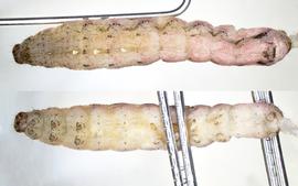  Peridroma saucia , larva. Photo courtesy of idtools.org.