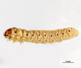  Agrotis ipsilon , larva. Photo credit: C Harding, Museum Victoria. Licensed under a Creative Commons License.