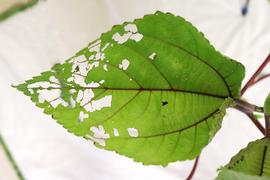  Arcte coerula , feeding damage on mamaki ( Pipturus albidus ) leaf. Photo courtesy of Michelle Au. 
 