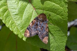  Arcte coerula , adult resting on mamaki ( Pipturus albidus ) leaf. Photo courtesy of Michelle Au. 
 
 