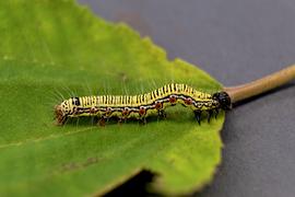  Arcte coerula , larva (yellow morph) on mamaki ( Pipturus albidus ) leaf. Photo courtesy of Michelle Au. 
 