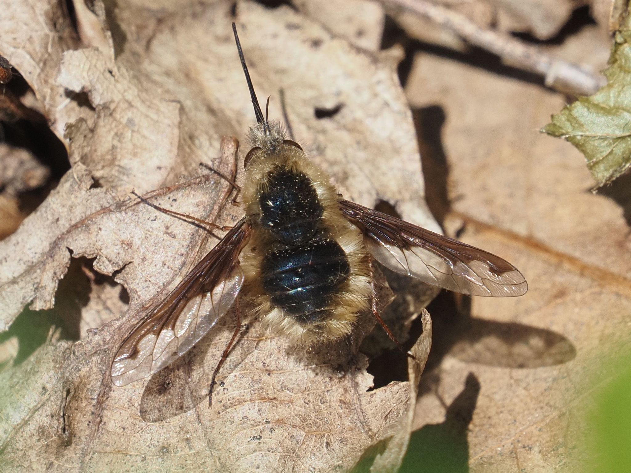 Bombyliidae  North American Hornet Screening Tool