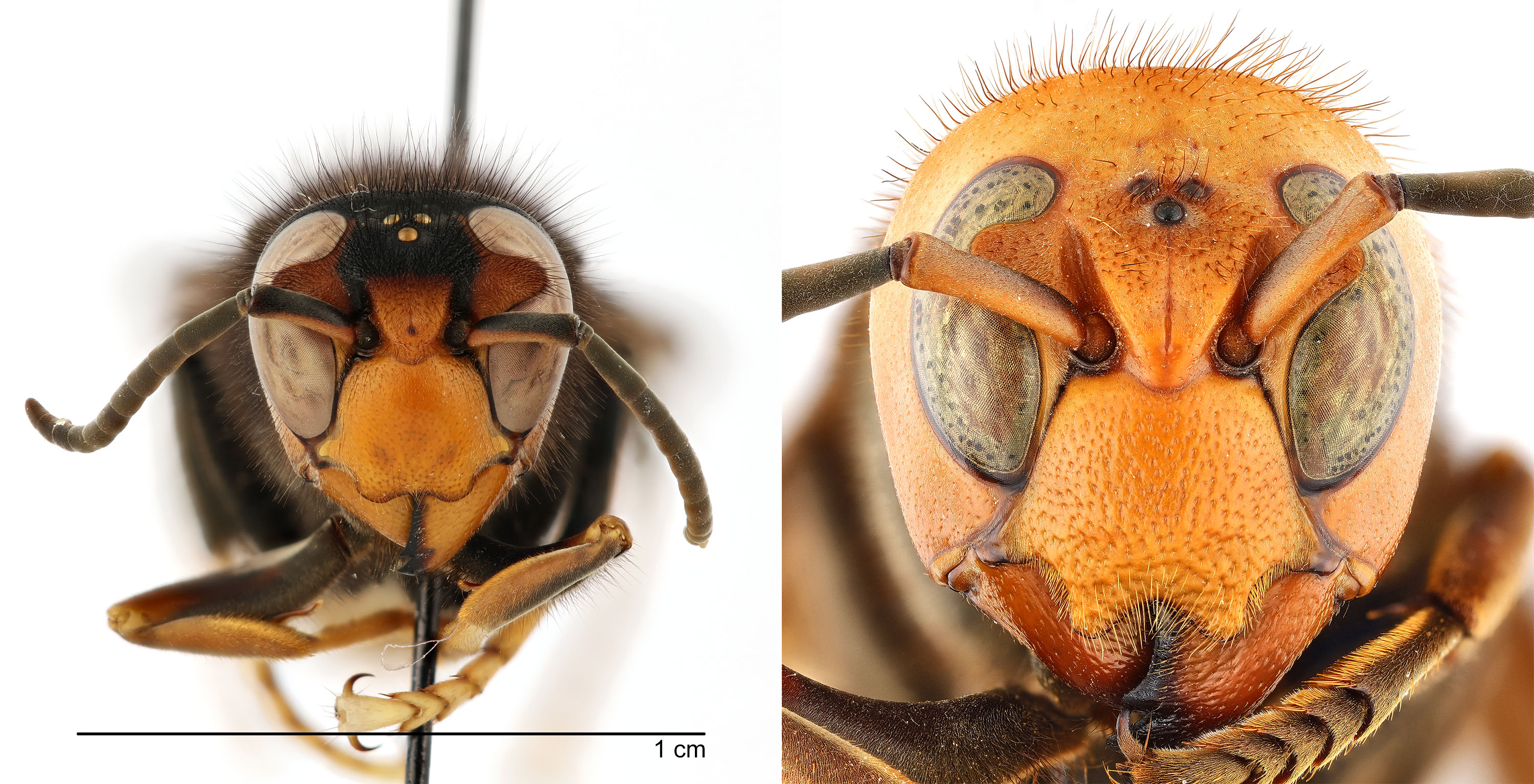   Vespa velutina  form " nigrithorax " face (left) compared to  Vespa mandarinia  face (right), dorsal view; photos by Hanna Royals and Todd Gilligan, USDA APHIS PPQ ITP 

