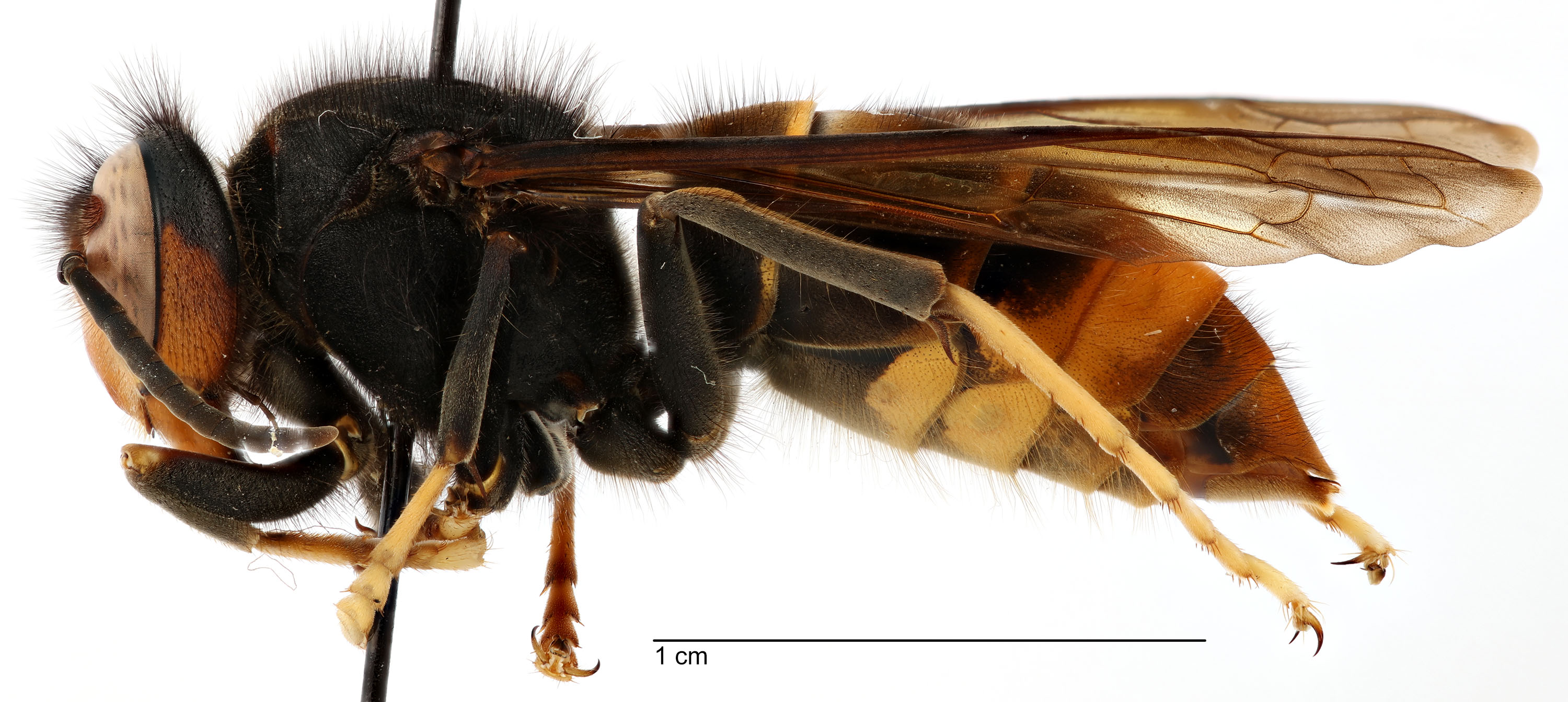   Vespa velutina  form " nigrithorax ," lateral view; photo by Todd Gilligan, USDA APHIS PPQ ITP 
