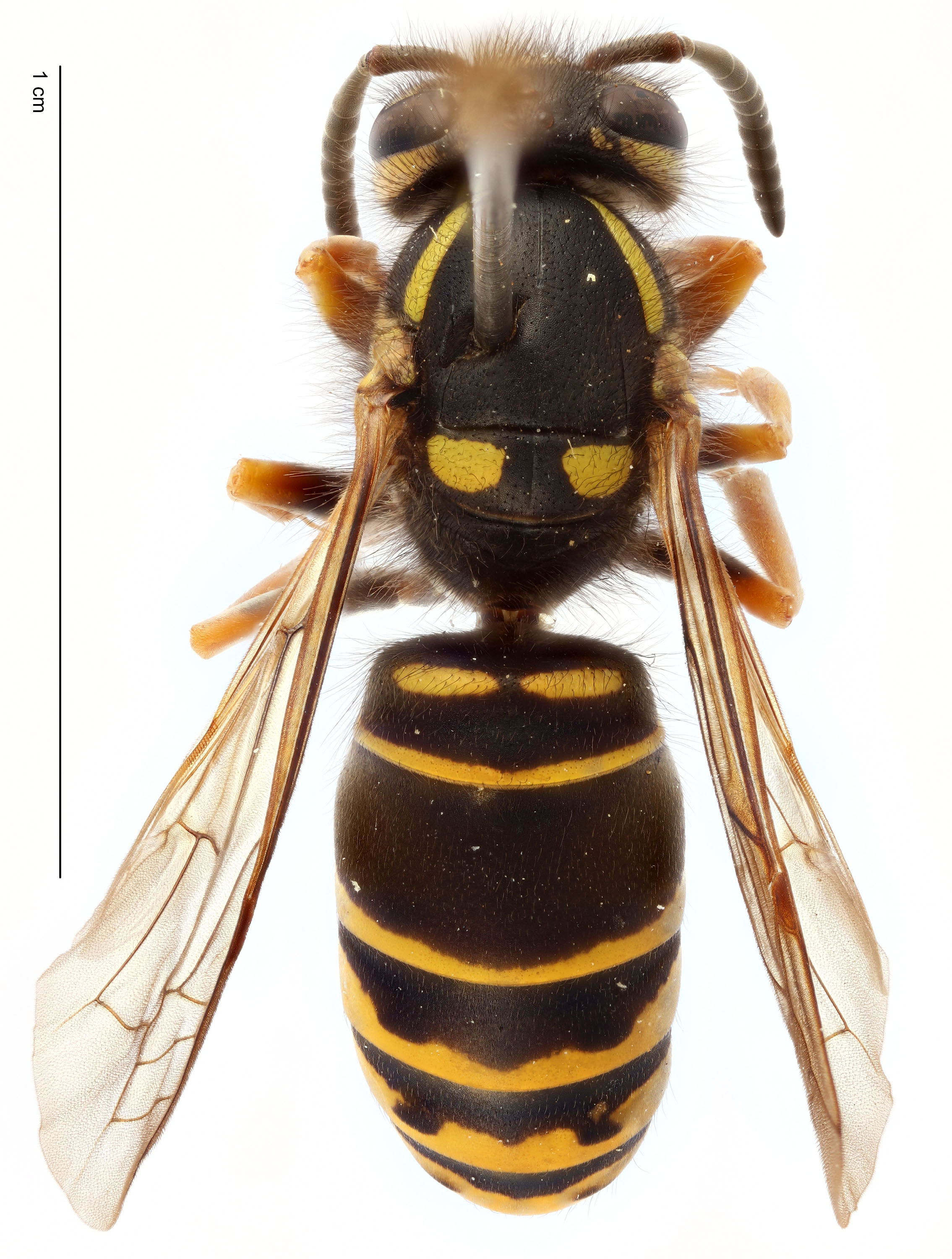 Vespula | NA hornet screening tool