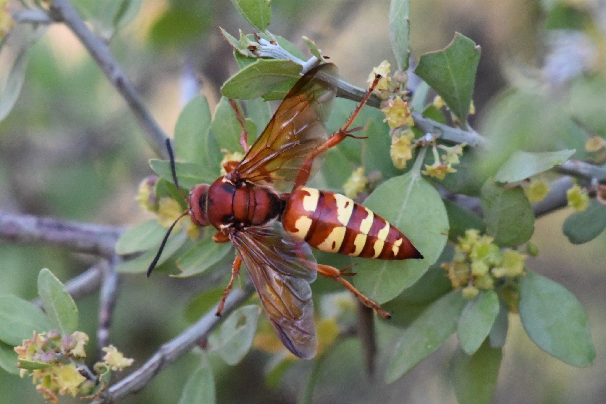 Sphecius Grandis North American Hornet Screening Tool