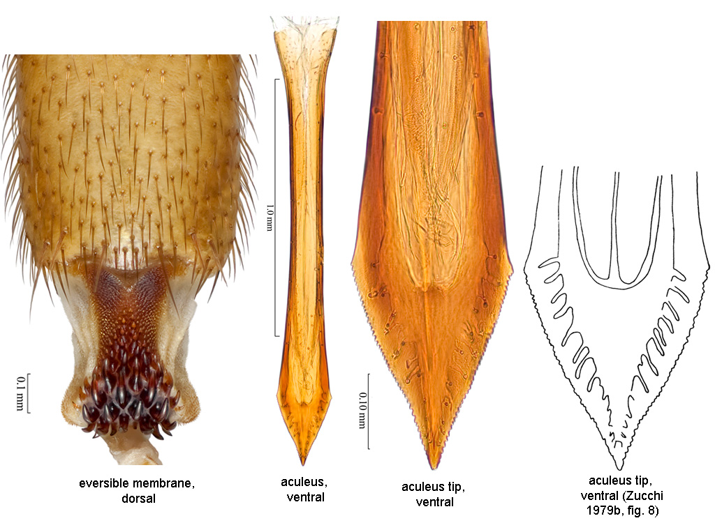 Anastrepha alveatoides Blanchard