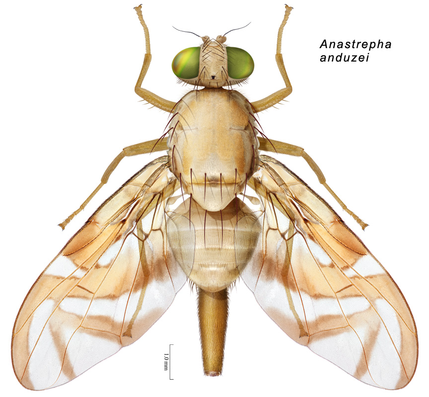 Anastrepha anduzei Stone