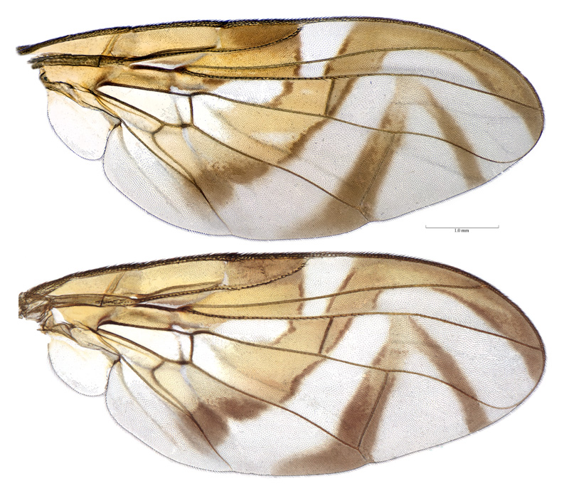 Anastrepha compressa Stone