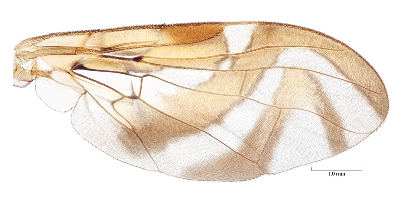 Anastrepha dryas Stone