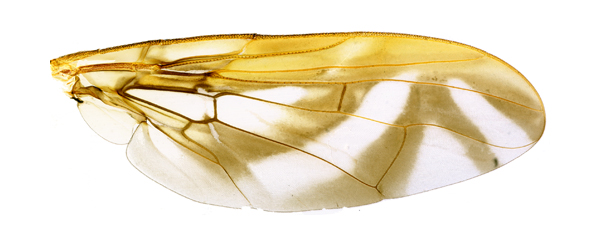 Anastrepha gigantea Stone