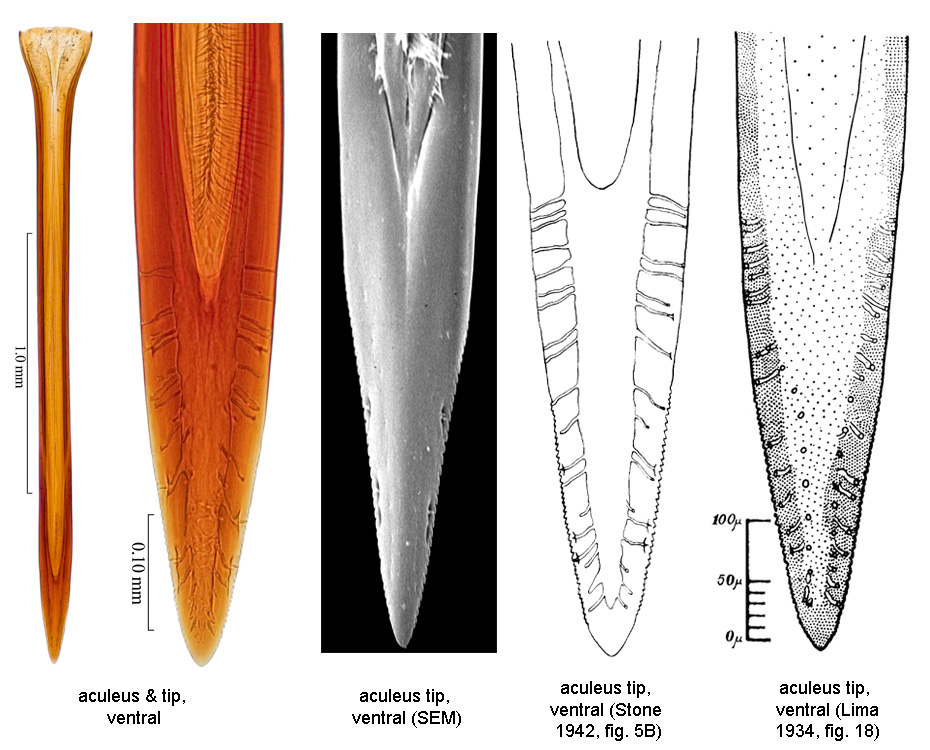 Anastrepha leptozona Hendel